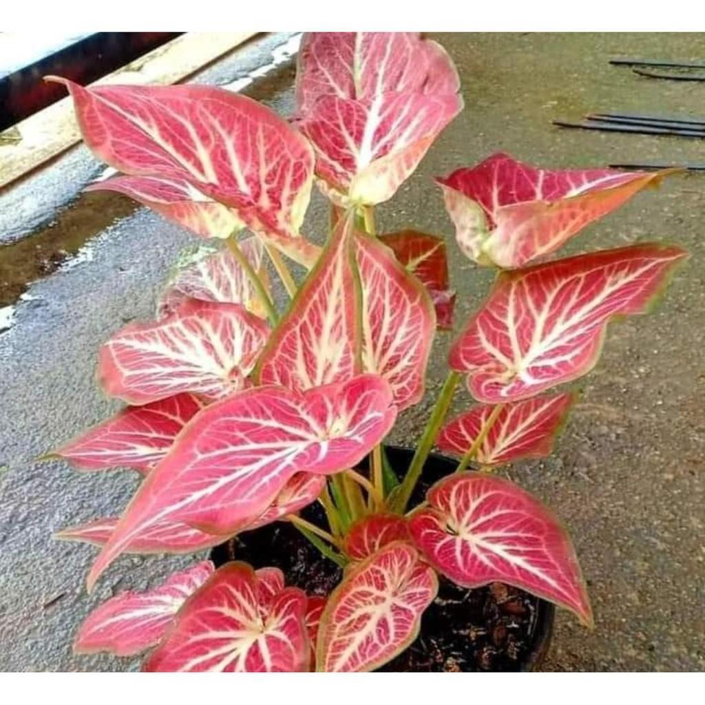 Umbi Caladium rich of Thai - Keladi hias import thailand