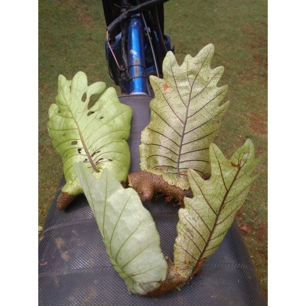 Tanaman Hias Kadaka Ekor Naga Kadaka Tempel Kadaka Unik