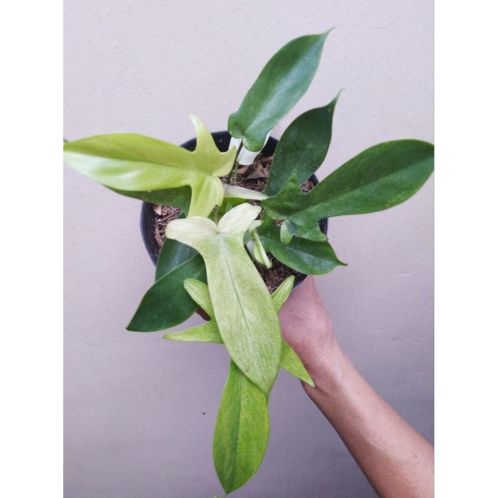 TANAMAN HIAS PHILODENDRON FLORIDA GHOST - TANAMAN HIAS PHILO FLORIDA GHOST - FLOBE - PHILO MERPATI