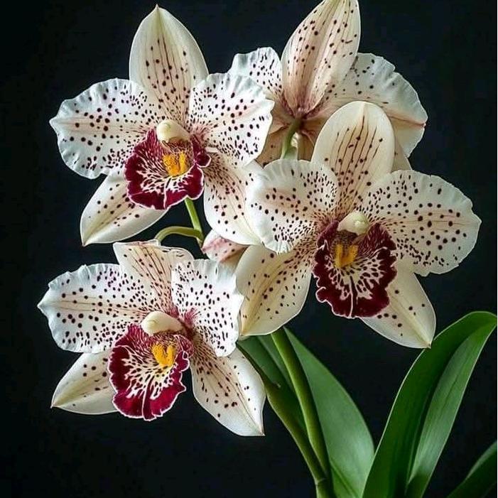 Anggrek Bulan Pasca Warna Bunga Anggrek Bulan White Tiger Pohon Bunga Anggrek Bulan Pasca Warna