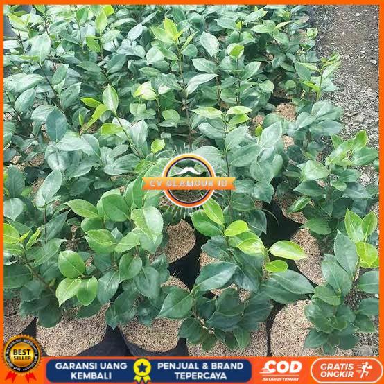 bibit bunga Camelia ungu murah CV GLAMOUR ID