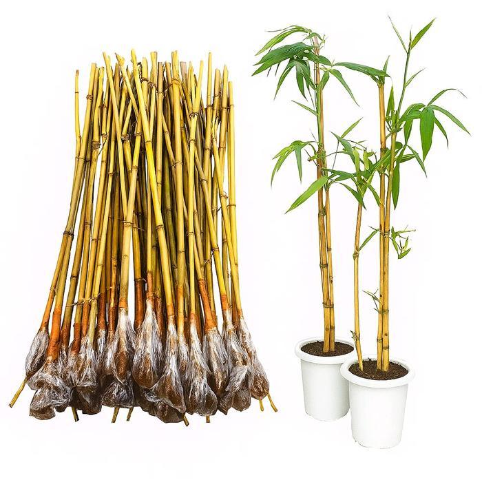 Bibit bambu kuning/bambu kuning hiasan pagar rumah Tanaman