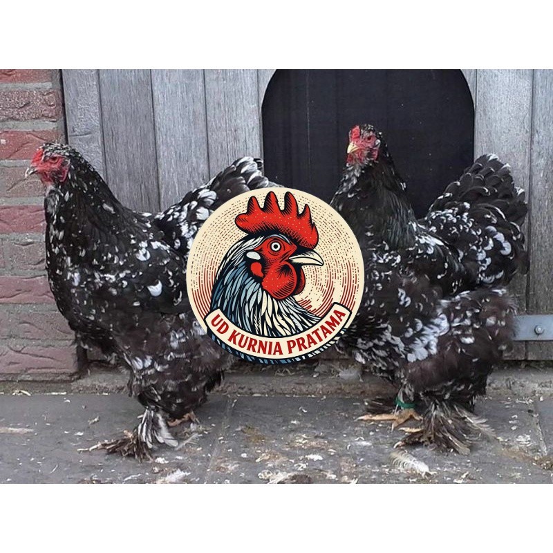 TELUR AYAM HIAS BRAHMA BLACK MOTTLED UNTUK DI TETASKAN UD KURNIA PRATAMA
