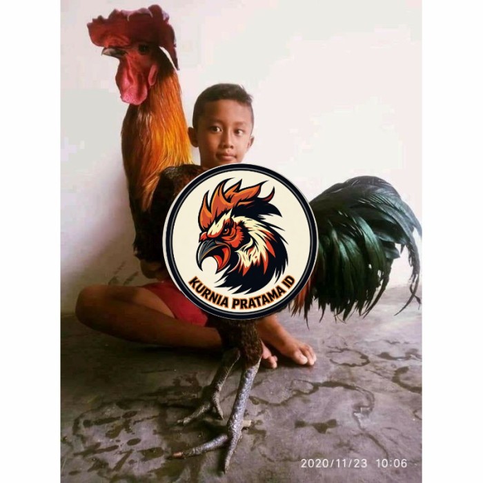 Telur ayam pelung aduan super jumbo fertil asli siap ditetaskan - ayam pelung KURNIA PRATAMA ID