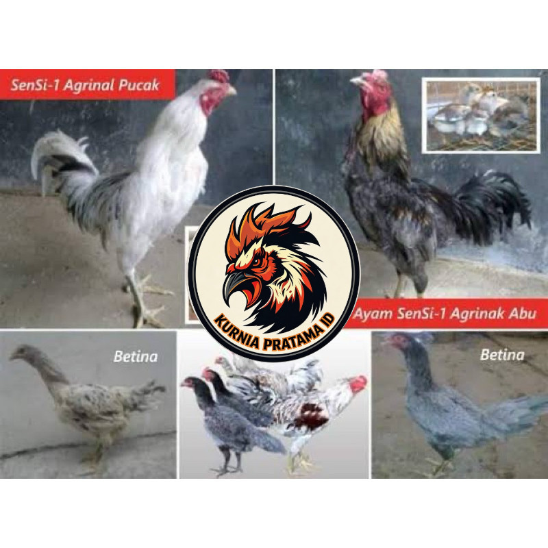 TELUR FERTIL AYAM SENSI MULTIGUNA INDUKAN TERSELEKSI  UNTUK DI TETASKAN KURNIA PRATAMA ID