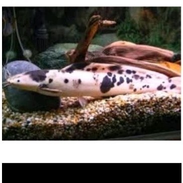 bibit Lele Belang Albino Spotted Clarias Catfish lelee hiass