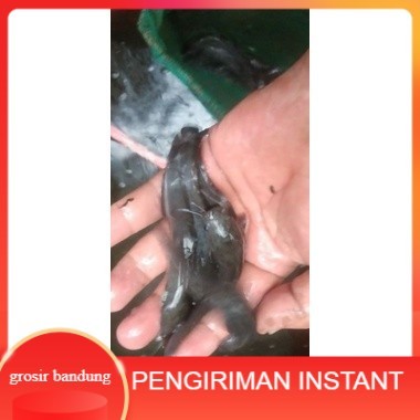 bibit lele uk 6-7cm per ekor GROSIR BANDUNG GROSIR BANDUNG