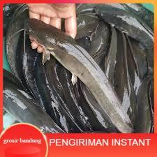 Lele konsumsi  segar sudah di bersihkan 1KG GROSIR BANDUNG