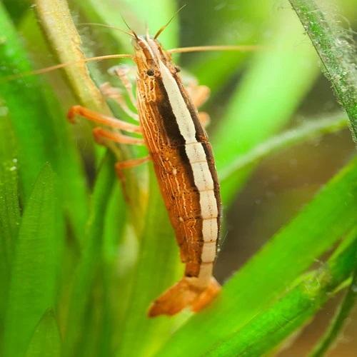 Udang Bambu | Bamboo Shrimp | Atyopsis Moluccensis