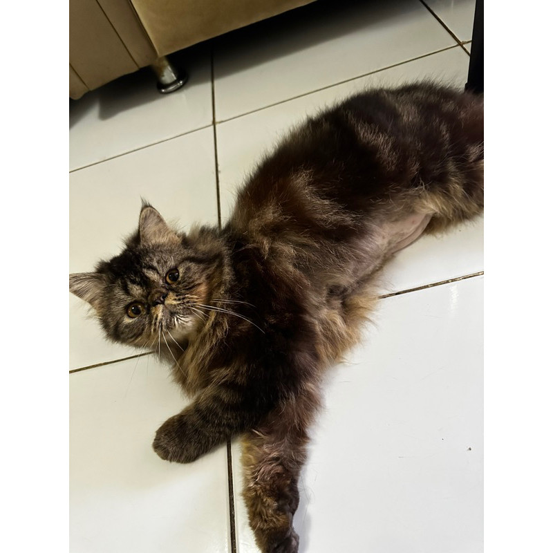 Kucing Persia Peaknose