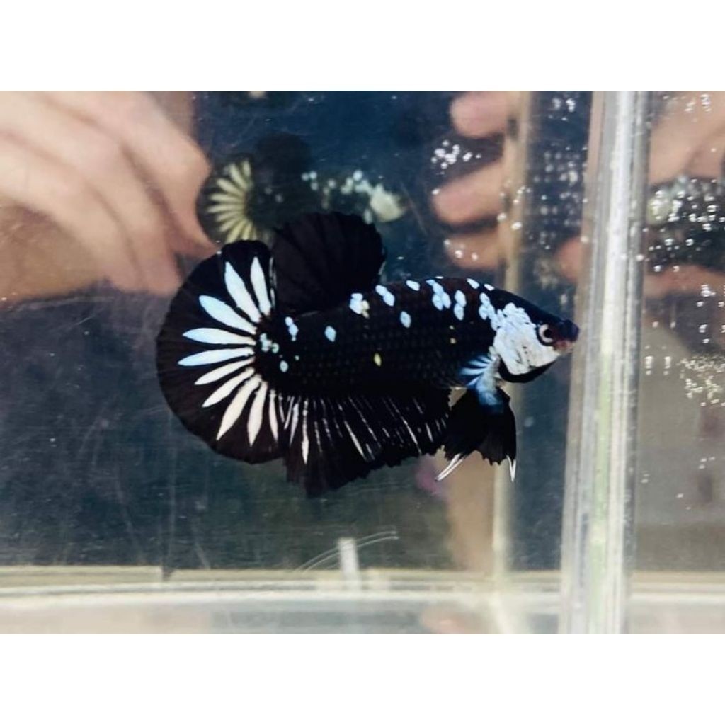 Cupang Aduan Petarung Male Plakat Black Samurai HIASAN AKUARIUM