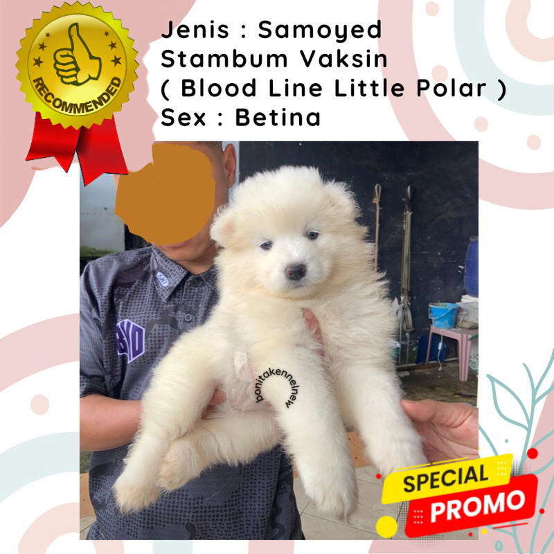 Anak Anjing Samoyed Stambum Jantan Betina Anak Anjing Samoyed