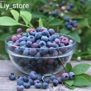 Paket 2 Bibit Blueberry Jumpfruit cangkok premium