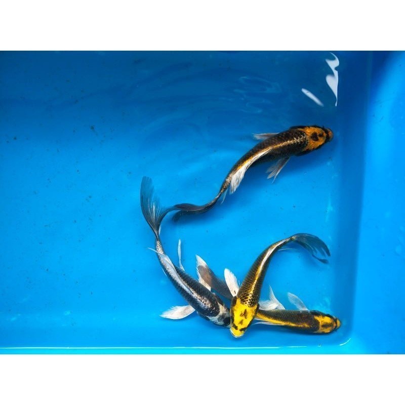 GANCI Ikan koi kabuto slayer size 8-12 cm