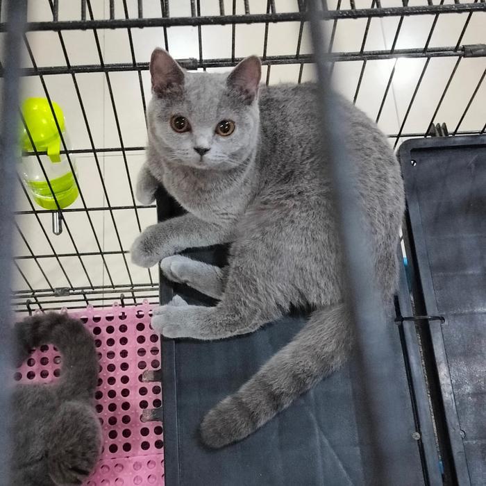 kucing british short hair betina