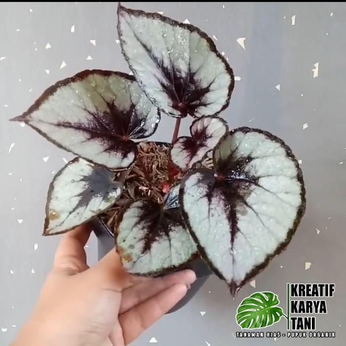 Begonia rex silver - Begonia silver