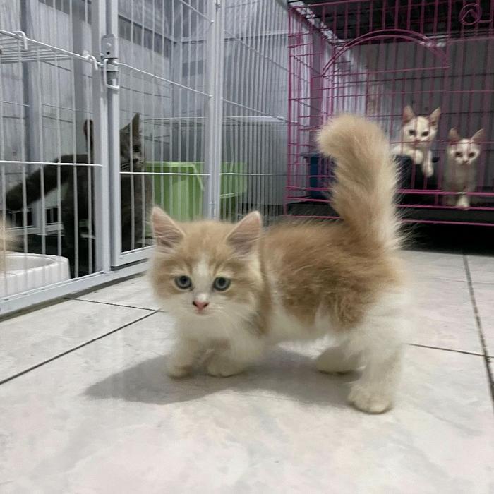 kucing Munchkin BLH / kucing cebol longhair / kucing kaki pendek British shorthair bicolor cream