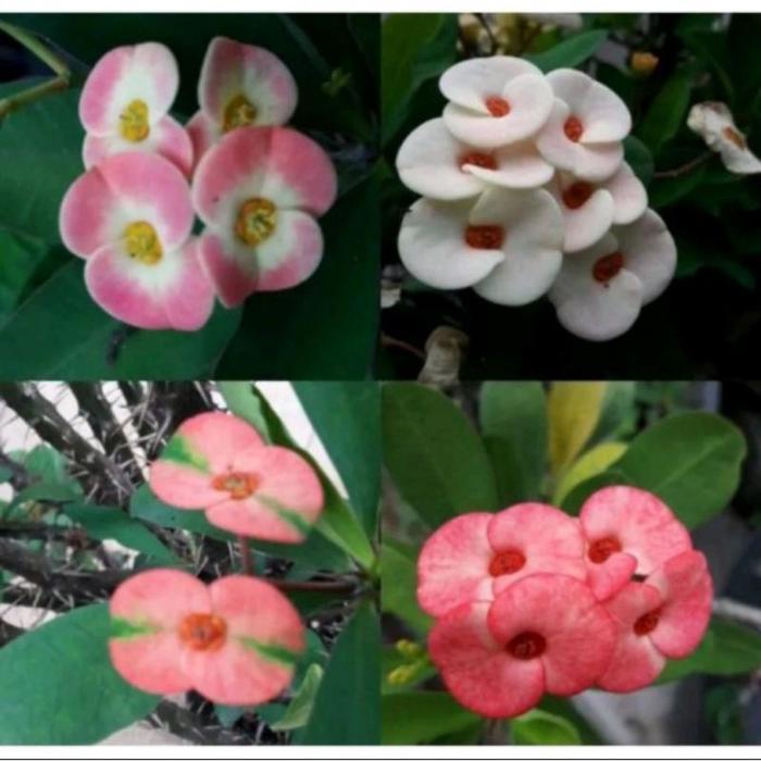 PAKET 4 TANAMAN HIAS EUPHORBIA MILLI REMAJA//EUPHORBIA MILLI - BUNGA HIAS EPORBIA - BUNGA HIAS HIDUP