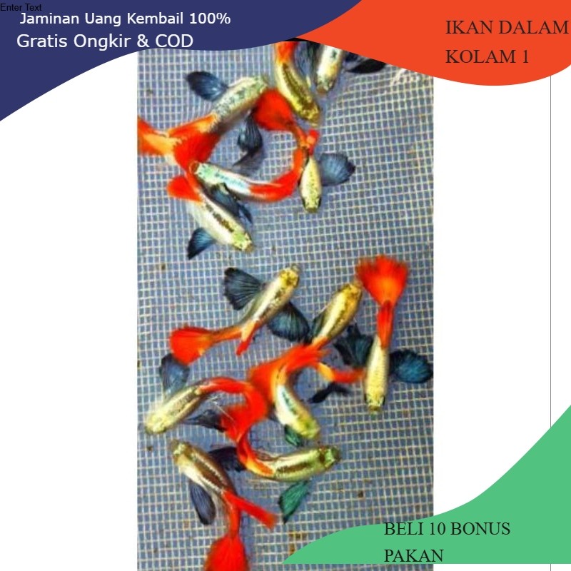 IKAN GUPPY PLATINUM RED TAIL DUMBO EAR(PRTDE)