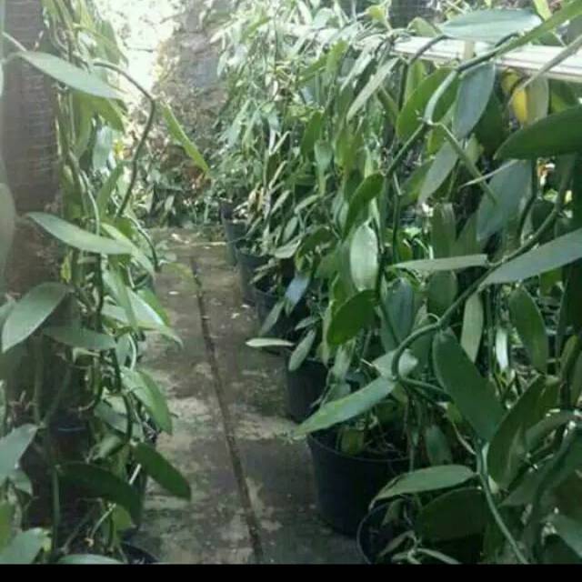 Bibit Vanili Unggul Planifolia Siap Tanam