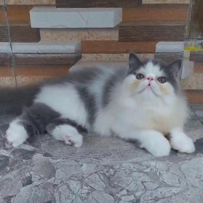 Kucing persian peaknose betina blue white cantik kitten gembul