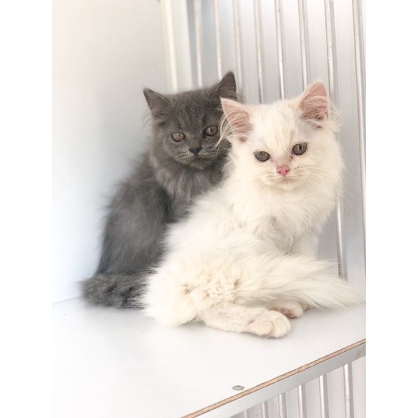 kucing Persia/kitten Persia abu2 dan white solid