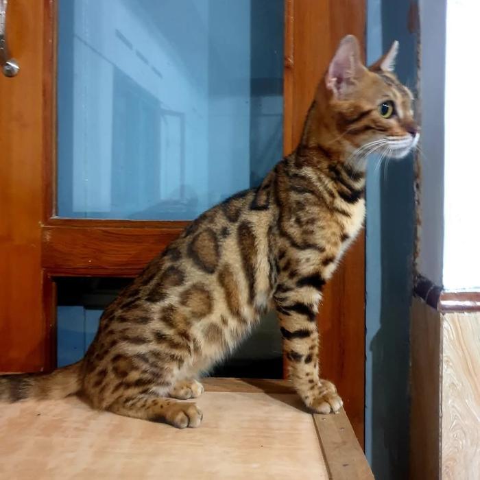 kucing bengal betina bagus