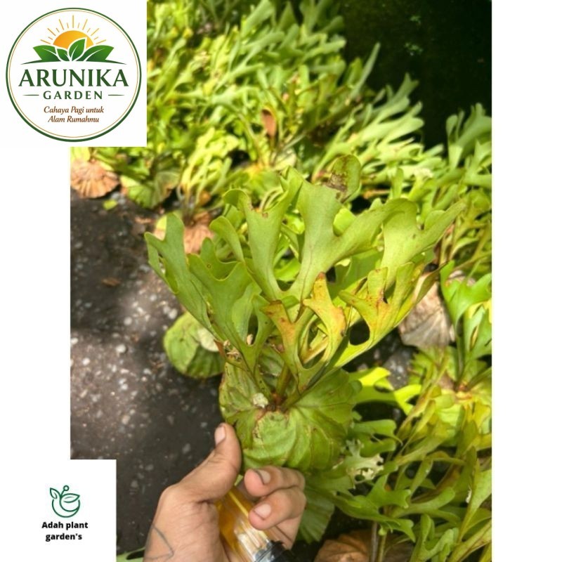 ~(BISA COD) KADAKA PLATYCERIUM RIDLEYI SIZE BABY