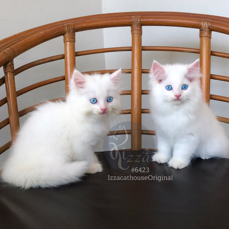 makanan kucing BLUE EYES Mainecoon Norwegian bersurai Jos