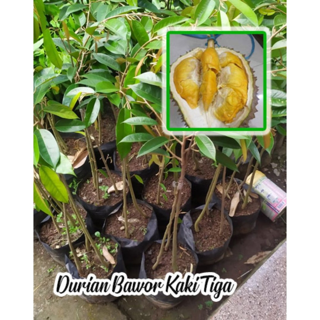 Bibit DURIAN BAWOR KAKI 3,,asli hasil okulasi...