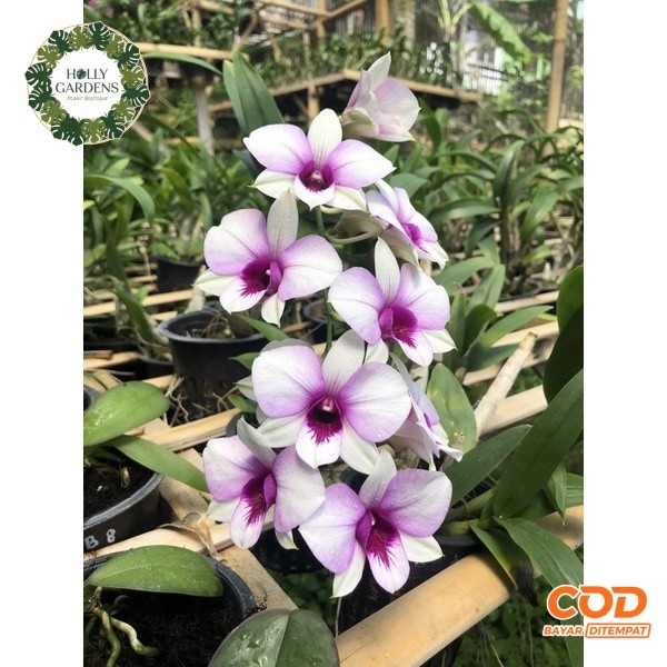 Anggrek berbunga spike Dendrobium Thailand Apicart Rainbow