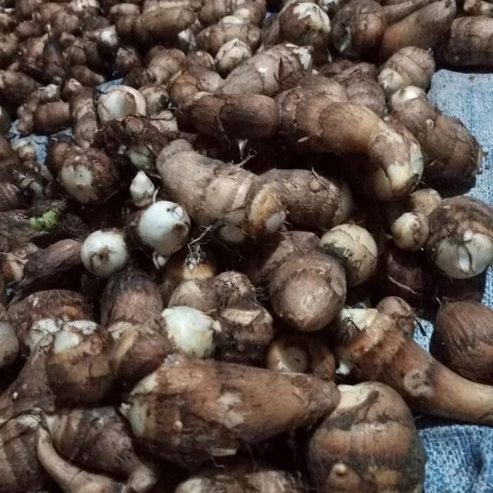 Bibit umbi talas jepang satoimo organik 1kg