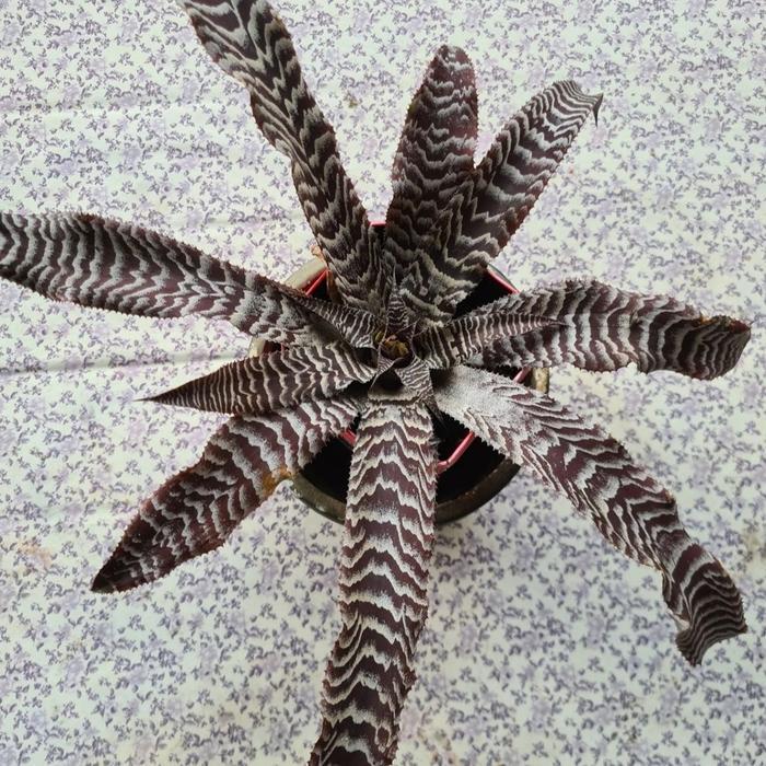 Tanaman hias Bromelia Cryptanthus Black Mystic|| Bromelia tokek