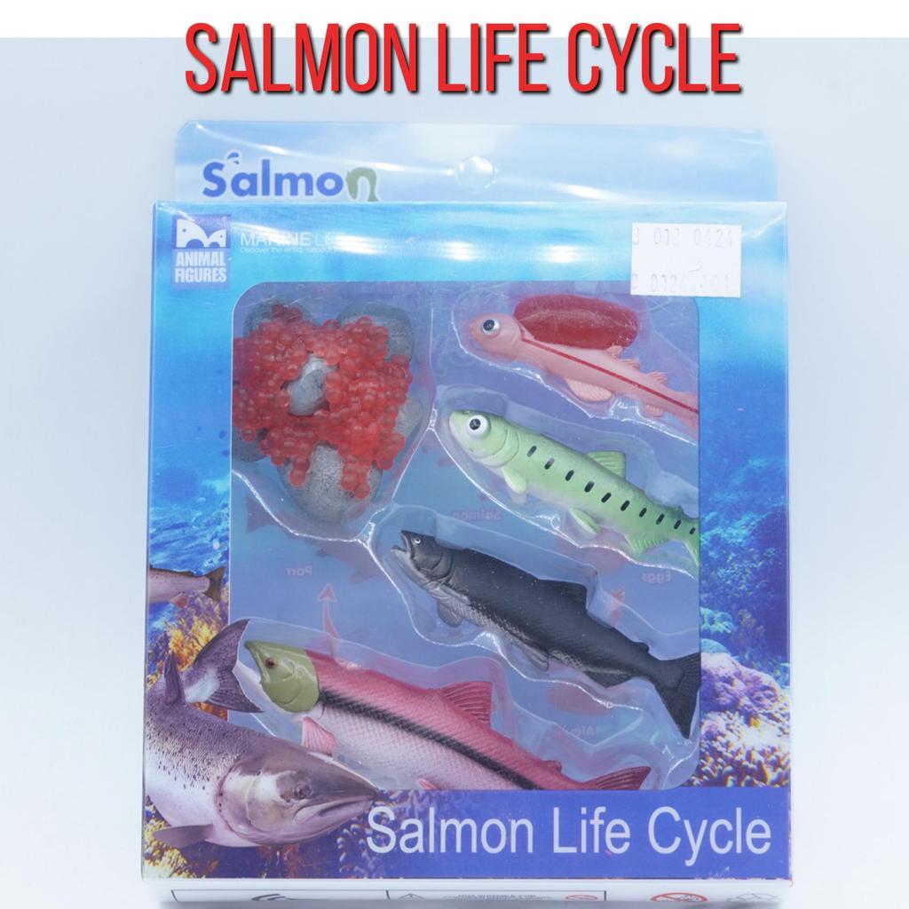KORI Salmon Fish Life Growth Cycle Siklus Hidup Ikan Salmon Salem Figure Binatang Miniature Hewan An
