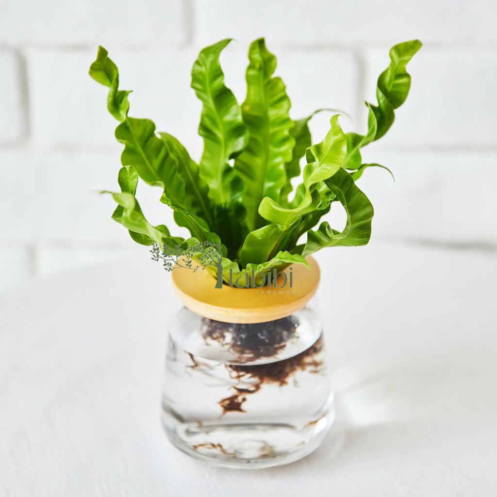 Tanaman media air kadaka plitis - Tanaman bisa hidup di air kadaka pelipis