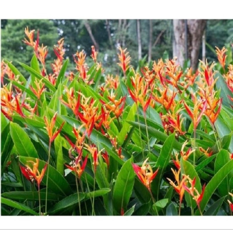 Tanaman Pisang Heliconia / tanaman hias pisang heliconia walet
