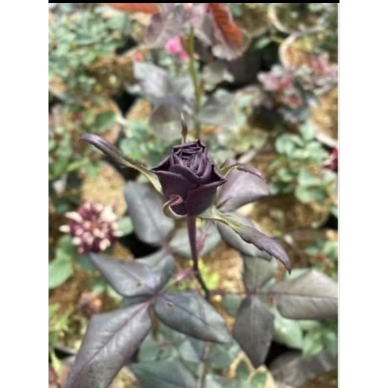 Promo Termurah Tanaman Hias Mawar Bunga Hitam Tanaman Hias Mawar Bunga Hitam