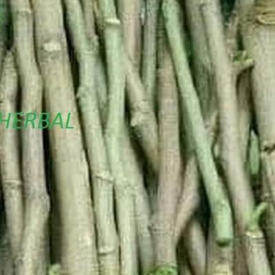 pohon kelor-bibit stek pohon kelor