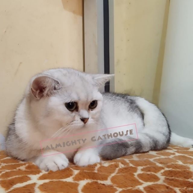 Kucing British Shorthair