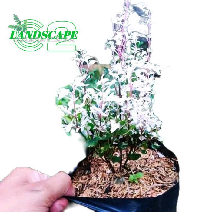 tanamanhias bunga krokot salju - tanaman krokot salju - bunga krokot salju Putih