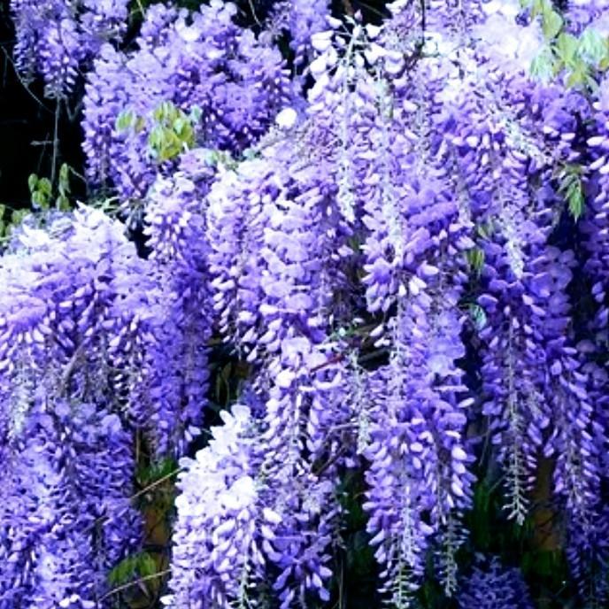 New Bibit Bunga Wisteria Ungu Tanaman