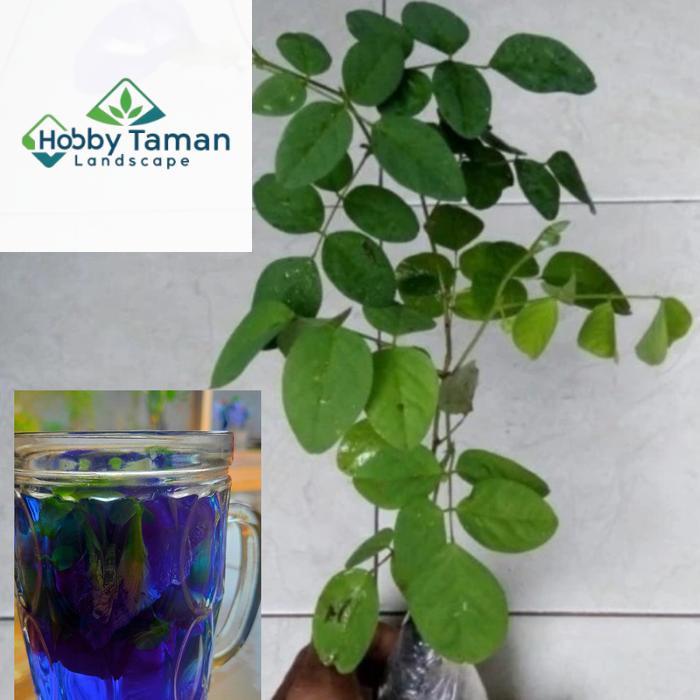 Bibit tanaman bunga telang / pohon bunga telang /bibit bunga telang