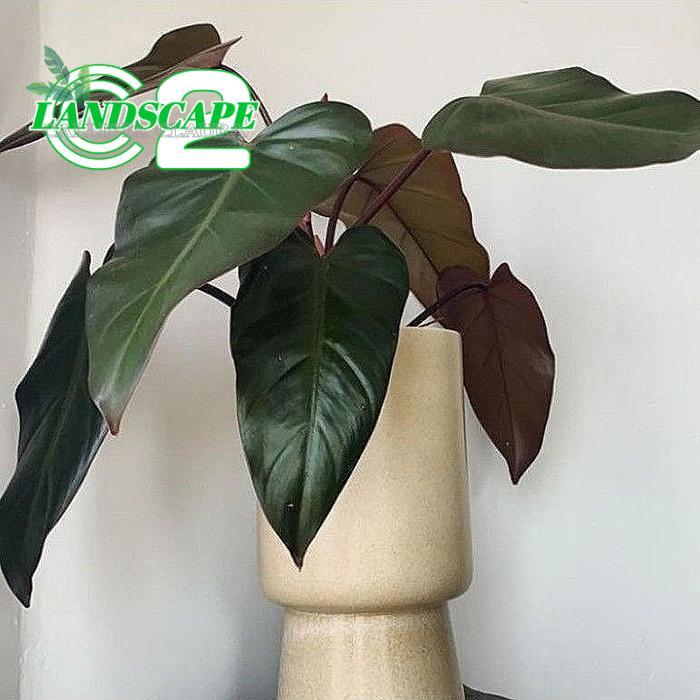 Tanaman Hias Philodendron Dark Lord / Philo DarkLord