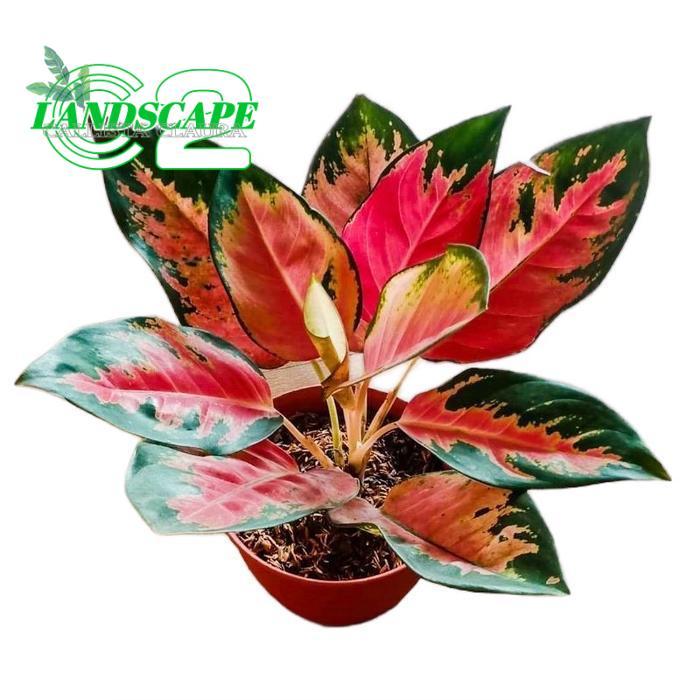 aglonema red kochin dewasa , aglonema kochin Tanaman Hias Daun