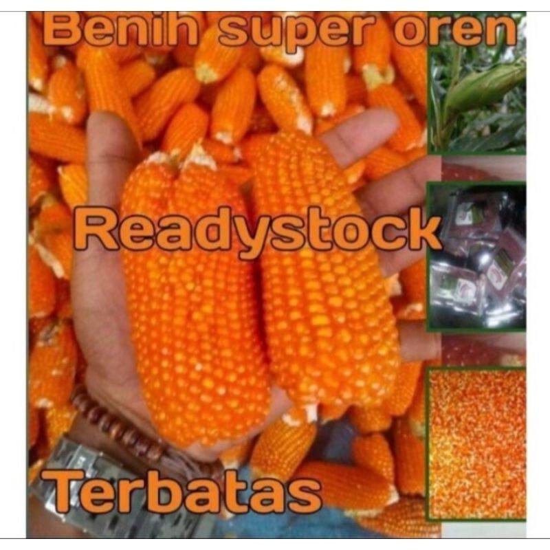 500 Gram Benih Jagung Kristal Super