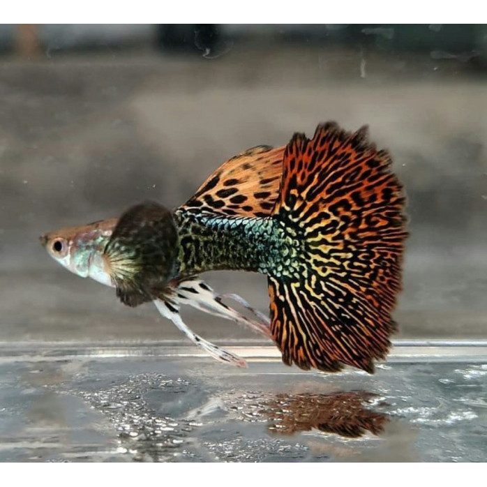 Guppy Red Dragon Ribbon Big Ear / Ikan Hias Air Tawar Aquascape