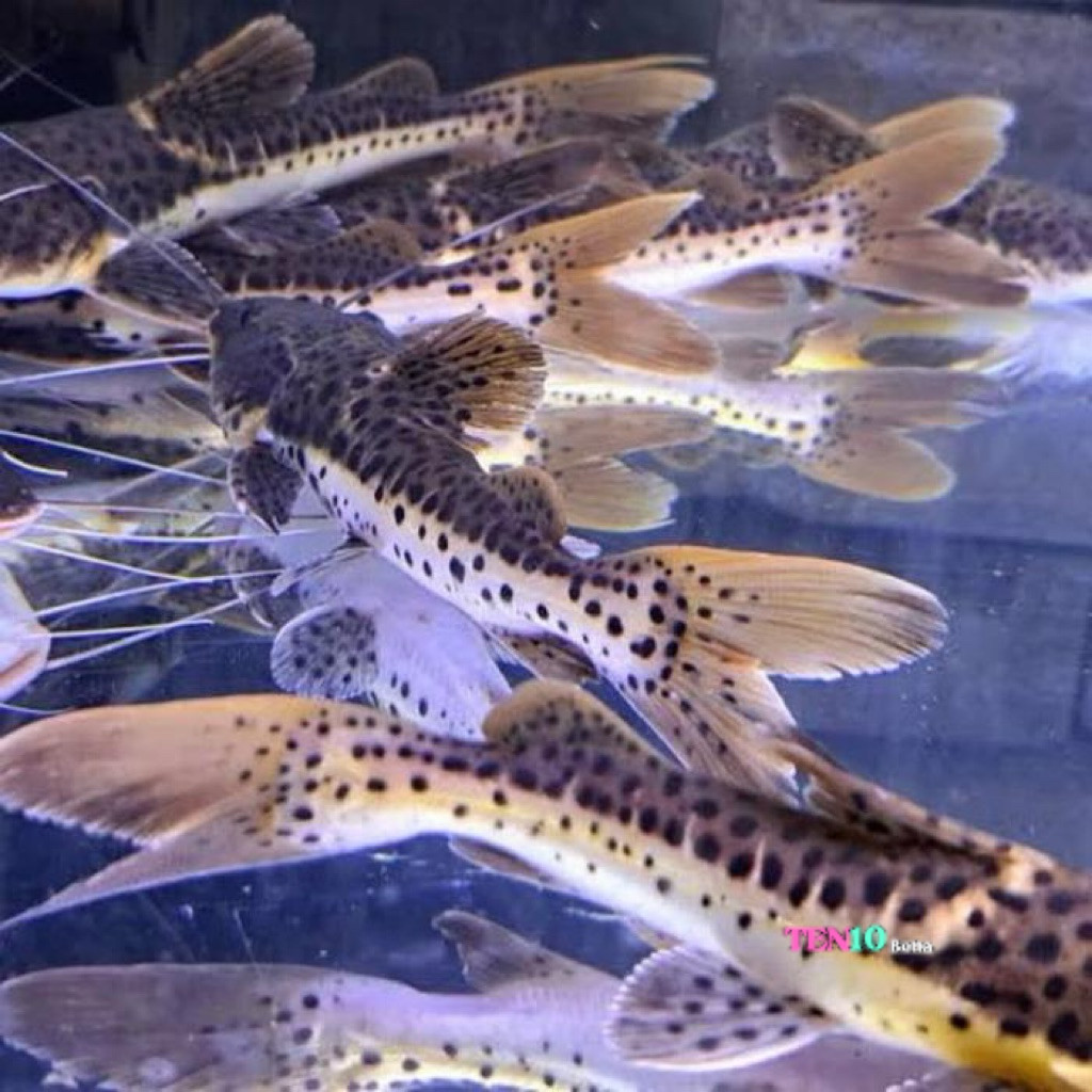 Leopard catfish 9-12 cm ikan dasar bre