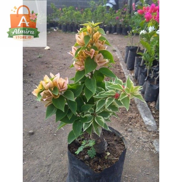 Bougenville singapur varigata batang besar