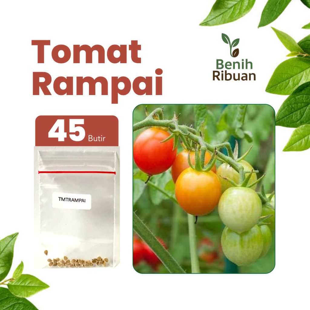 BENIH RIBUAN - Benih Buah Tomat Rampai Bibit Tomat Rampai Manis Benih Tomat Berkualitas Unggul