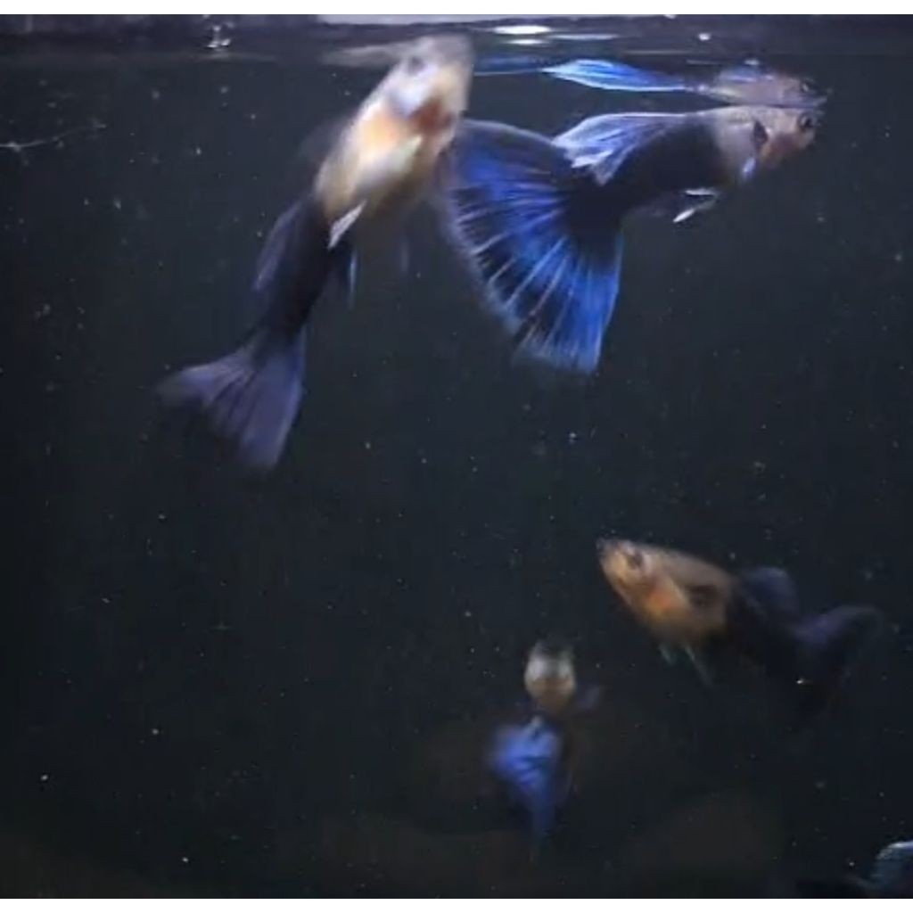 Guppy HB drag Blue  | sepasang